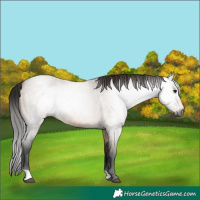 Horse Color:Gray Bay Roan Dun 