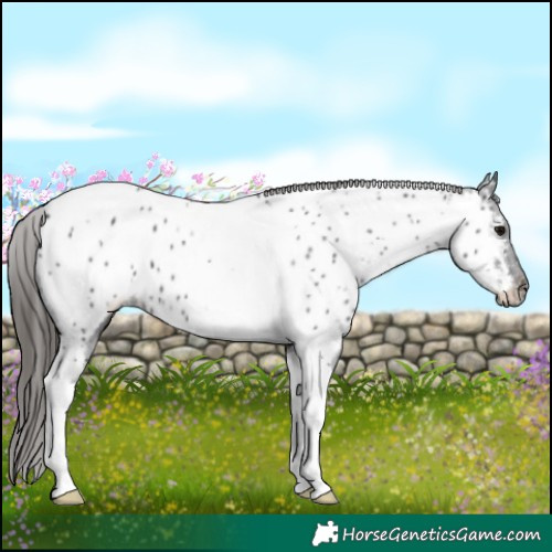 Horse Color:Black Tobiano Appaloosa 