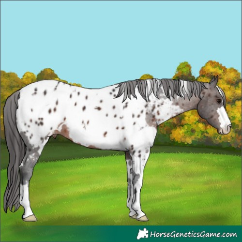 Horse Color:White Spotted Brown Appaloosa 
