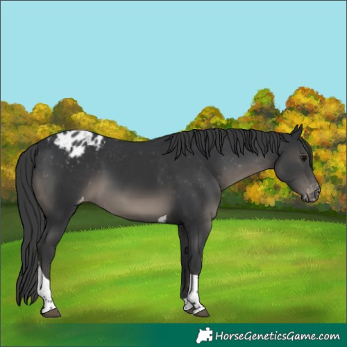 Horse Color:Black Tobiano Appaloosa 