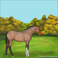 Horse Color:Buckskin Roan 