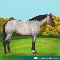 Horse Color:Brown Roan