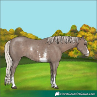 Horse Color:Silver Black Sabino 