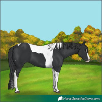 Horse Color:Black Splash Tobiano