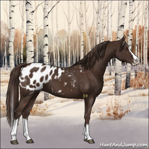 Horse Color:Liver Chestnut Sabino Splash Appaloosa and Liver Chestnut Sabino Splash Appaloosa