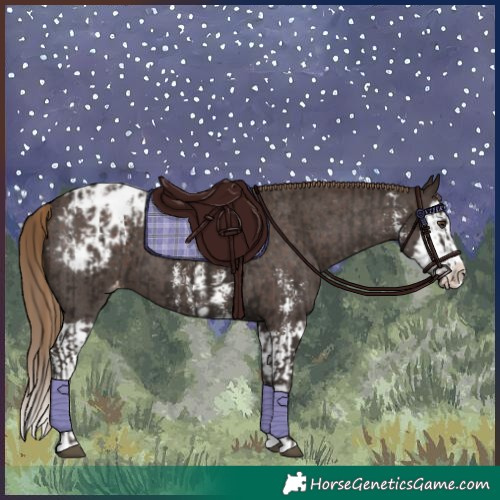 Horse Color:Liver Chestnut Sabino Splash Blanket and Liver Chestnut Sabino Splash Blanket