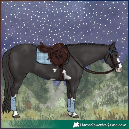 Horse Color:Smoky Black  and Smoky Black 