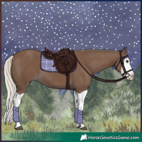 Horse Color:Silver Black Splash 