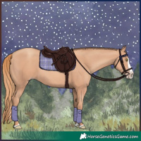 Horse Color:Gold Champagne Splash