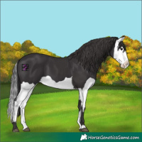 Horse Color:Smoky Black and Smoky Black Splash