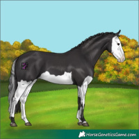 Horse Color:Smoky Black and Smoky Black Splash