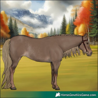Horse Color:Liver Red Dun Rabicano 
