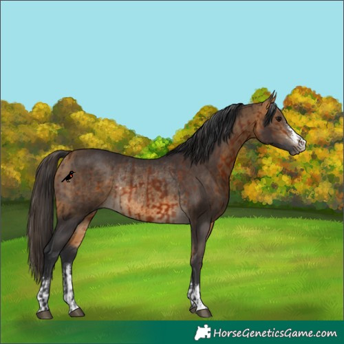 Horse Color:Bay Rabicano  and Buckskin Rabicano 