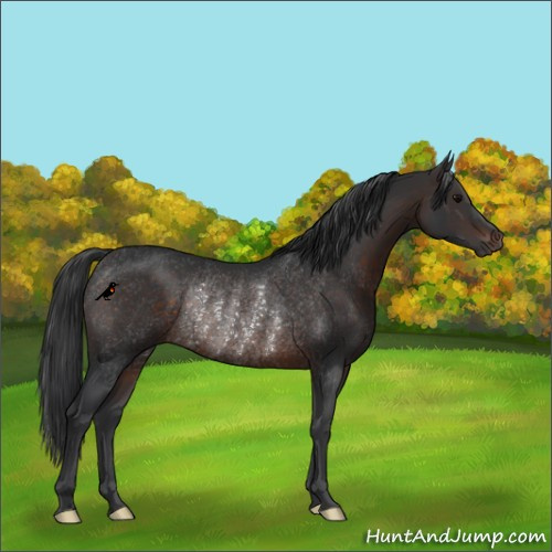 Horse Color:Brown Rabicano