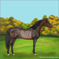 Horse Color:Bay Rabicano