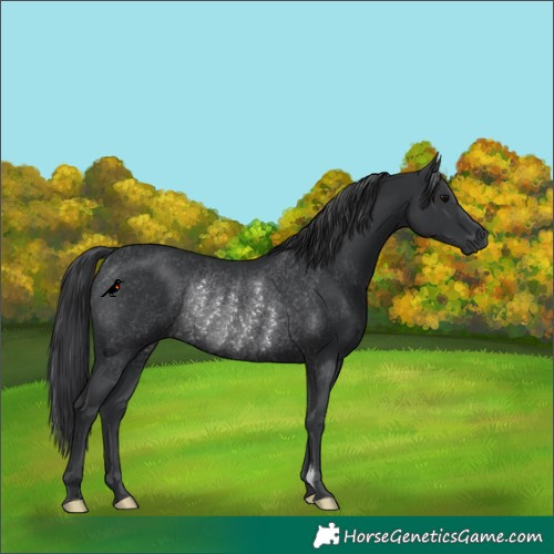 Horse Color:Black Rabicano 