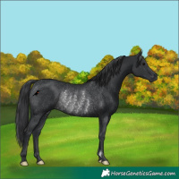 Horse Color:Black Rabicano 