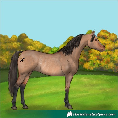Horse Color:Bay Dun Rabicano