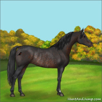 Horse Color:Brown Rabicano 