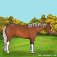 Horse Color:Silver Bay 