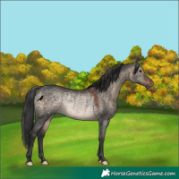 Horse Color:Brown Dun Rabicano 