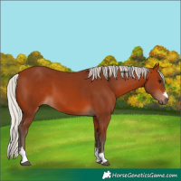 Horse Color:Silver Bay 