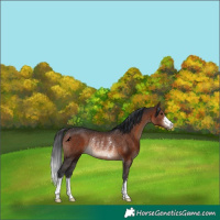 Horse Color:Brown Rabicano 