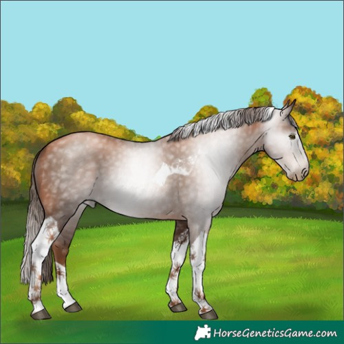Horse Color:Gray Liver Chestnut Pearl Tobiano 
