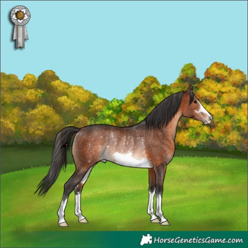 Horse Color:Brown Rabicano 