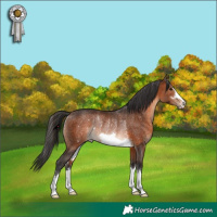 Horse Color:Brown Rabicano 