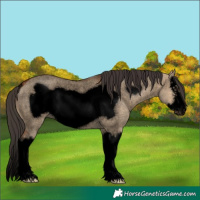 Horse Color:Void Bay Roan Dun Splash Frame Rabicano 