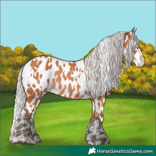 Horse Color:White Spotted Silver Bay Appaloosa Rabicano 