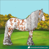 Horse Color:White Spotted Silver Bay Appaloosa Rabicano 