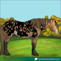 Horse Color:Void White Spotted Buckskin Appaloosa Rabicano 