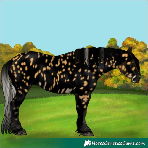 Horse Color:Void Silver Buckskin Appaloosa 