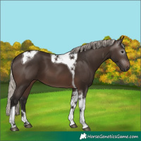 Horse Color:Gray Silver Black Tobiano