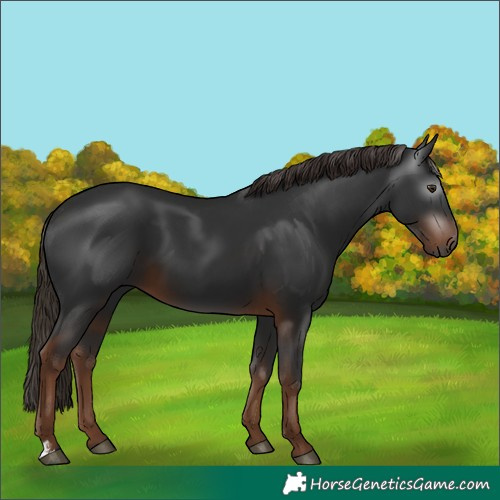Horse Color:Gray Liver Chestnut