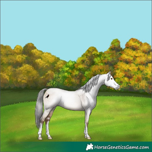 Horse Color:Gray Classic Champagne Dun Rabicano 