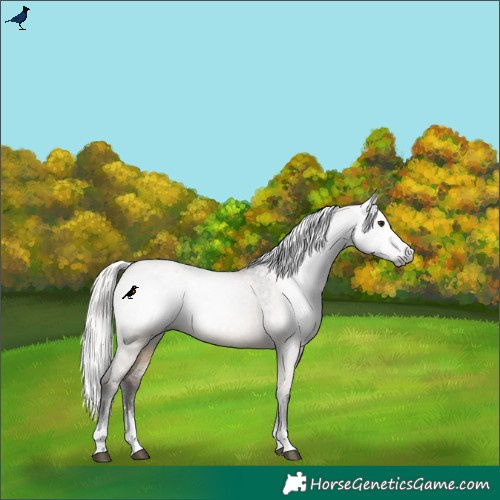 Horse Color:Gray Silver Brown Dun Appaloosa Rabicano 