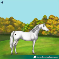 Horse Color:Gray Silver Brown Dun Appaloosa Rabicano 