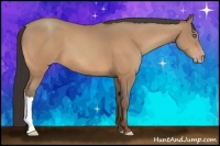 Horse Color:Amber Champagne