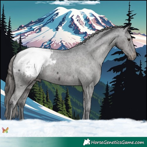 Horse Color:Black Appaloosa 
