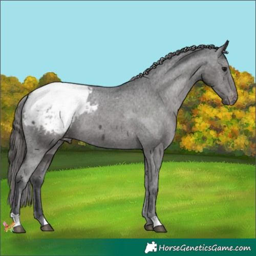 Horse Color:Black Appaloosa 