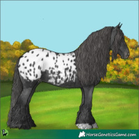 Horse Color:Black Appaloosa 