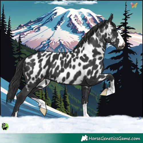 Horse Color:Black Appaloosa 