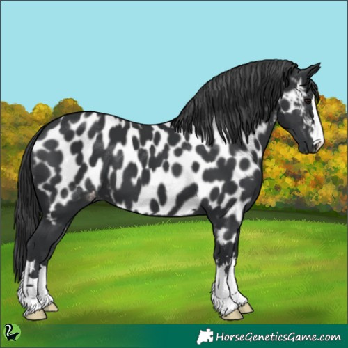 Horse Color:Black Appaloosa 