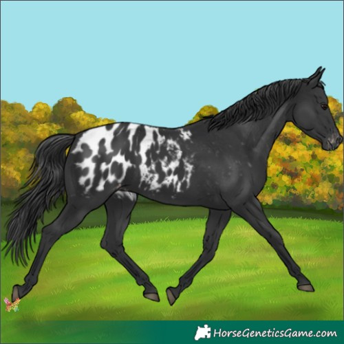Horse Color:Black Appaloosa 
