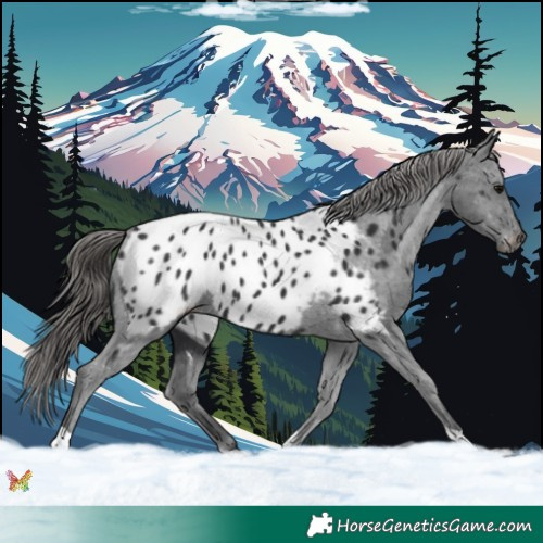 Horse Color:Black Appaloosa 