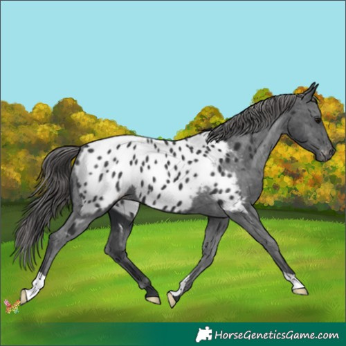 Horse Color:Black Appaloosa 