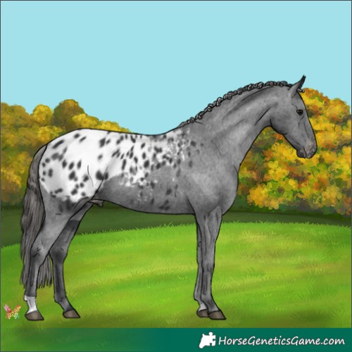 Horse Color:Black Appaloosa 